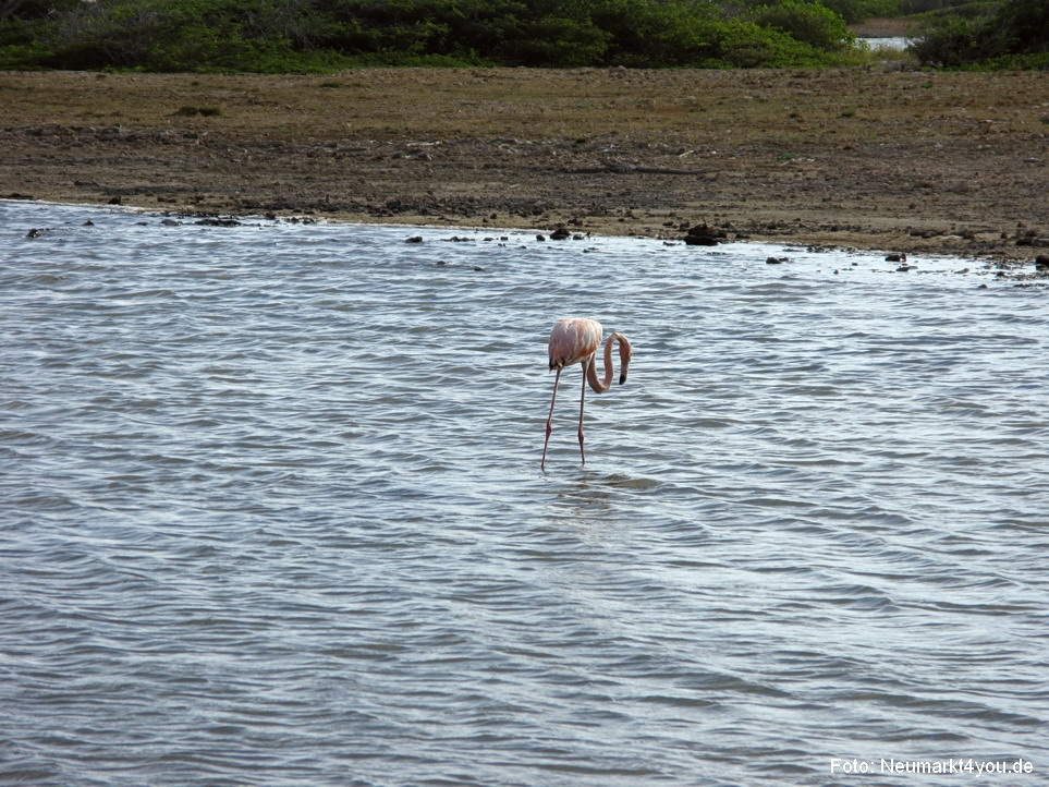 0051 Insel Bonaire 2009